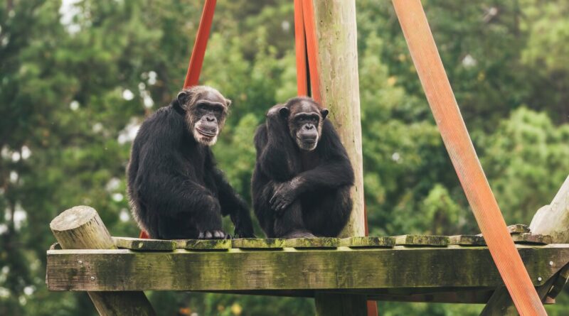 TJ, 35, and Nicole, 41, came to Chimp Haven from the Alamogordo Primate Facility in 2018. Another group is expected to arrive from New Mexico in the coming months.